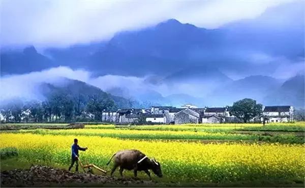 美到窒息的中國最美油菜花海，邂逅花海風(fēng)景！