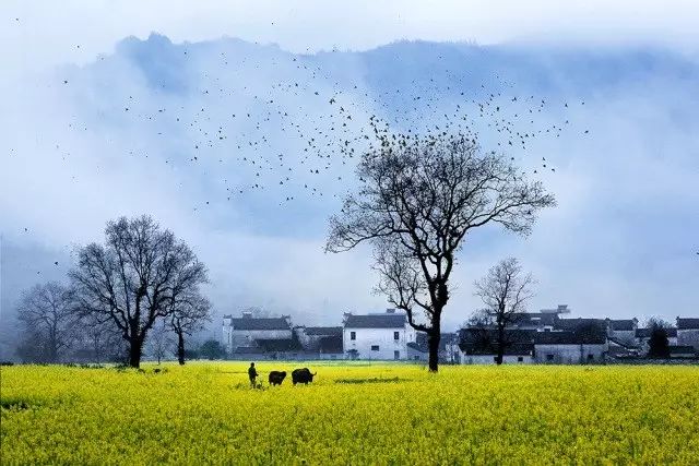 美到窒息的中國(guó)最美油菜花海，邂逅花海風(fēng)景！