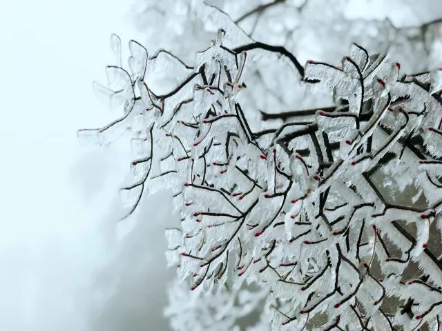 雪后黃山風(fēng)景宛如人間仙境，舞一曲雪中霓裳羽