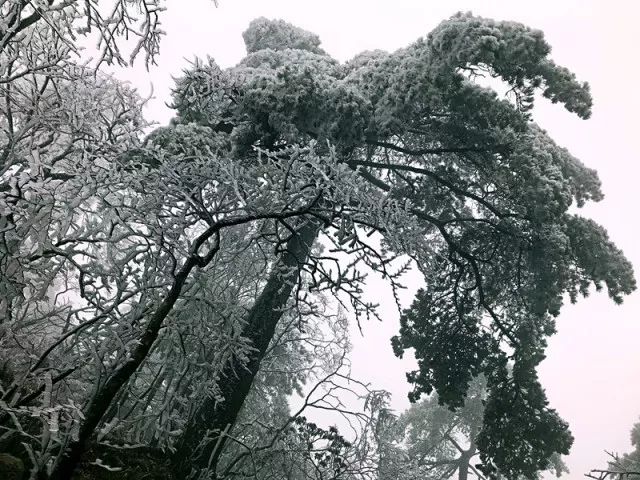 雪后黃山風(fēng)景宛如人間仙境，舞一曲雪中霓裳羽