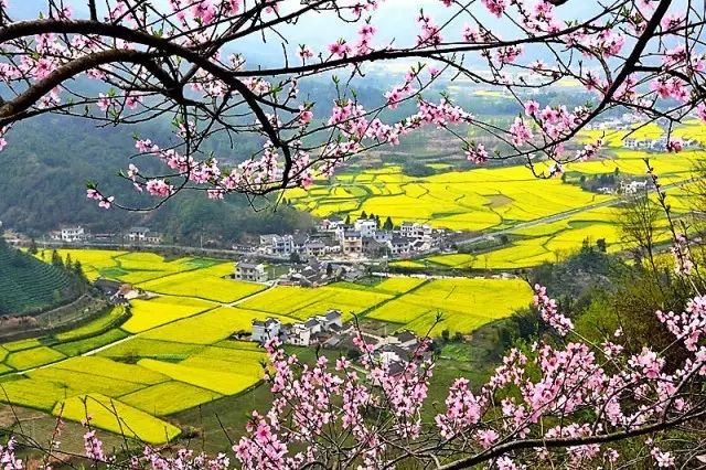 美到窒息的中國(guó)最美油菜花海，邂逅花海風(fēng)景！