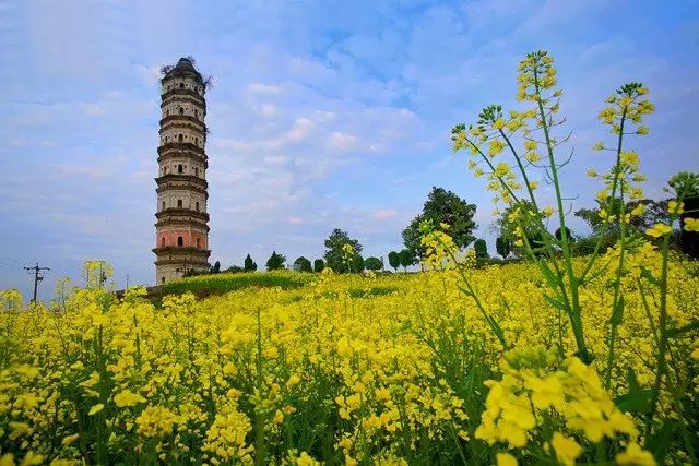 美到窒息的中國(guó)最美油菜花海，邂逅花海風(fēng)景！