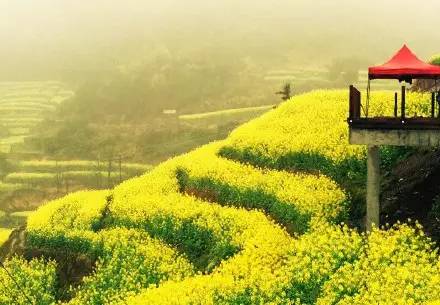 美到窒息的中國(guó)最美油菜花海，邂逅花海風(fēng)景！