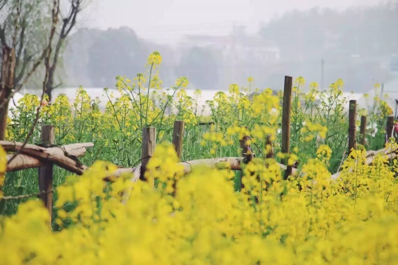 美到窒息的中國(guó)最美油菜花海，邂逅花海風(fēng)景！