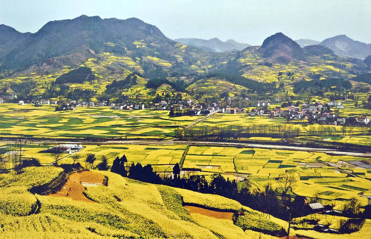 美到窒息的中國最美油菜花海，邂逅花海風(fēng)景！