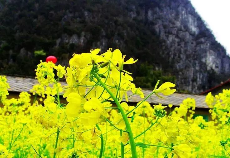 美到窒息的中國最美油菜花海，邂逅花海風景！