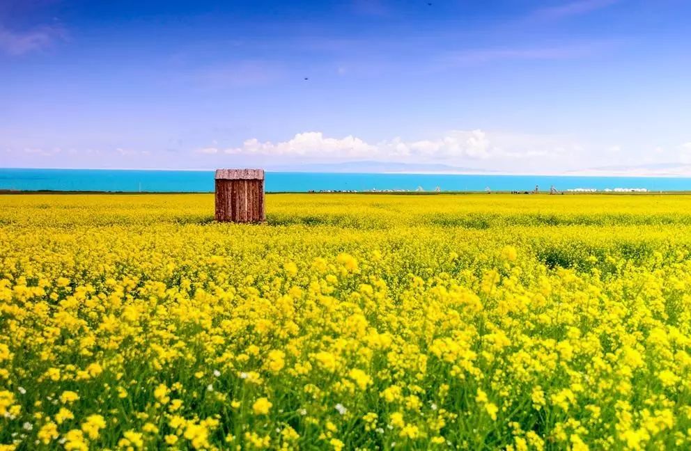 美到窒息的中國最美油菜花海，邂逅花海風(fēng)景！