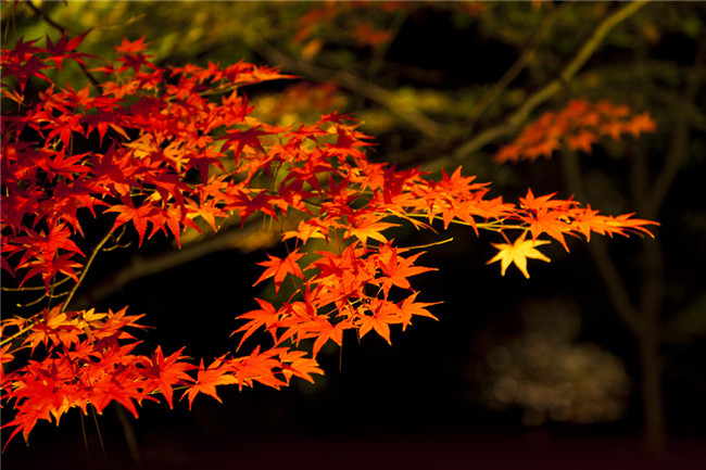 紅葉似火意似情，楓葉夜色攝影欣賞