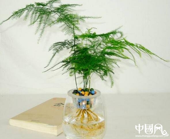 水生的植物風(fēng)水