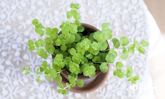 室內(nèi)擺放綠色植物